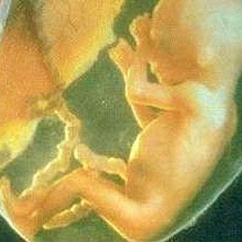 Entwicklung im Mutterleib