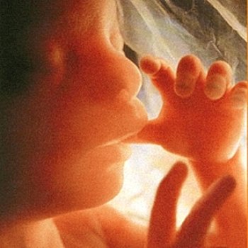 Schwangerschaft Entwicklung Baby
