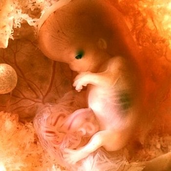 Baby Entwicklung im Mutterleib